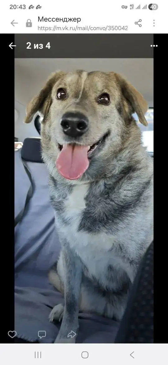 Пропала собака Бэлла в Саратове - Собаки (Животные) в Саратов