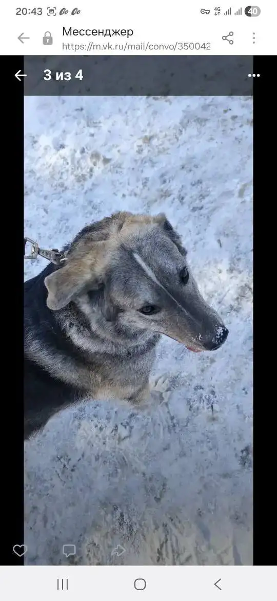 Пропала собака Бэлла в Саратове - Собаки (Животные) в Саратов