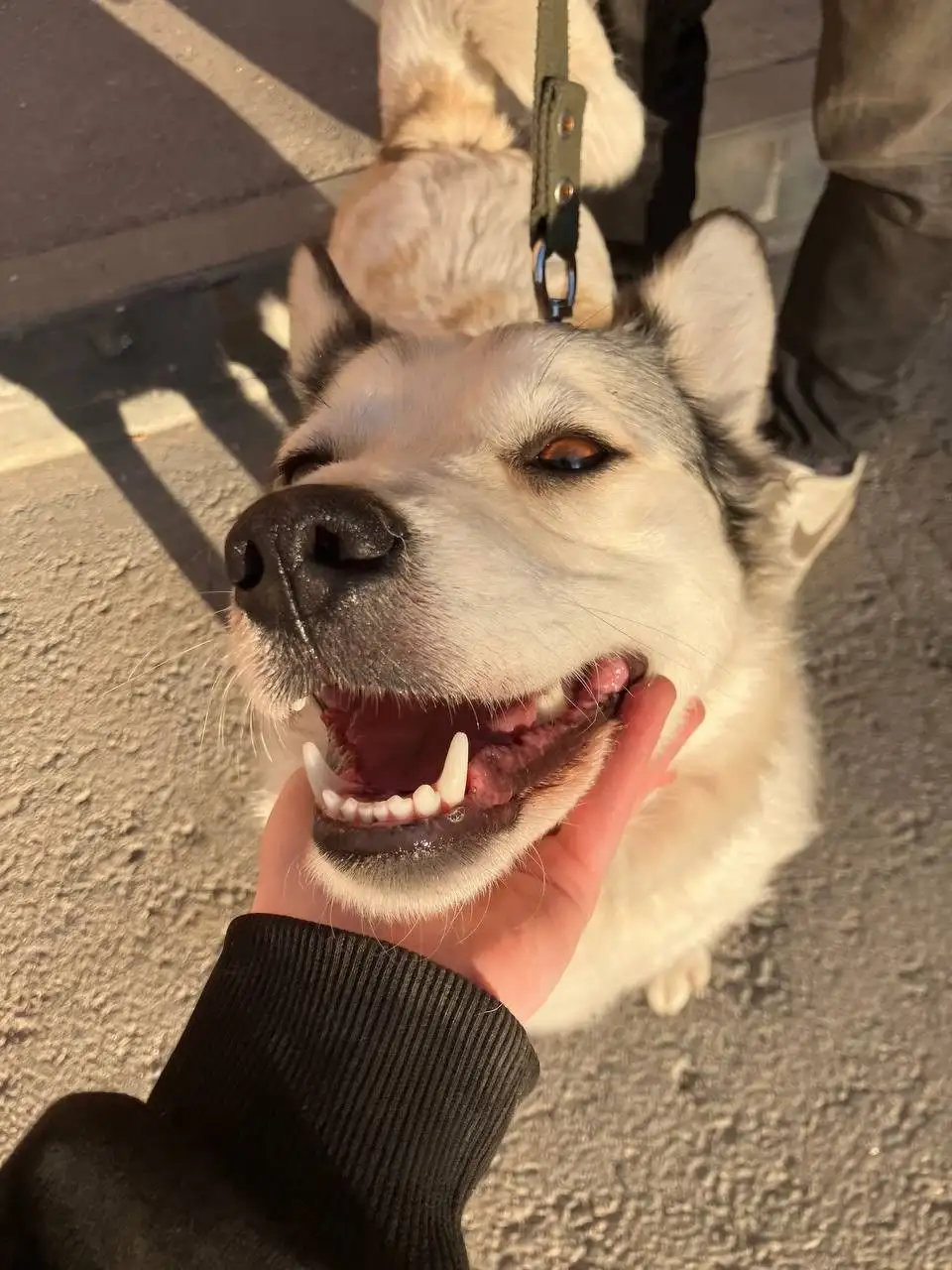 Поиск дома для собаки Машеньки в Саратове - Собаки (Животные) в Саратов