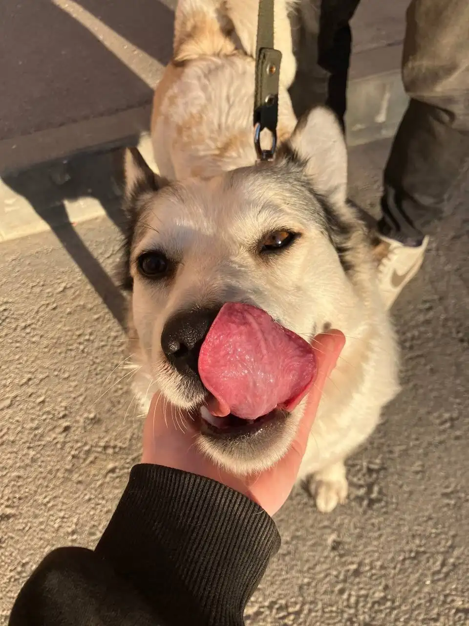 Поиск дома для собаки Машеньки в Саратове - Собаки (Животные) в Саратов