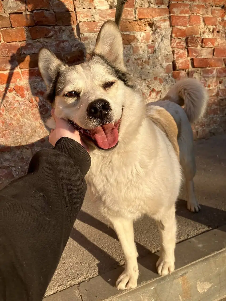 Поиск дома для собаки Машеньки в Саратове - Собаки (Животные) в Саратов