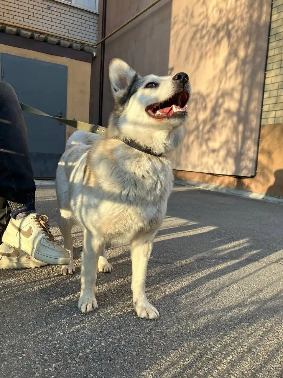 Поиск дома для собаки Машеньки в Саратове - Собаки (Животные) в Саратов