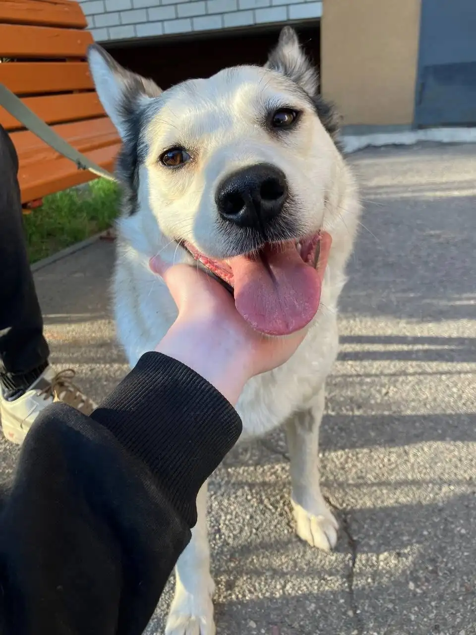 Поиск дома для собаки Машеньки в Саратове - Собаки (Животные) в Саратов