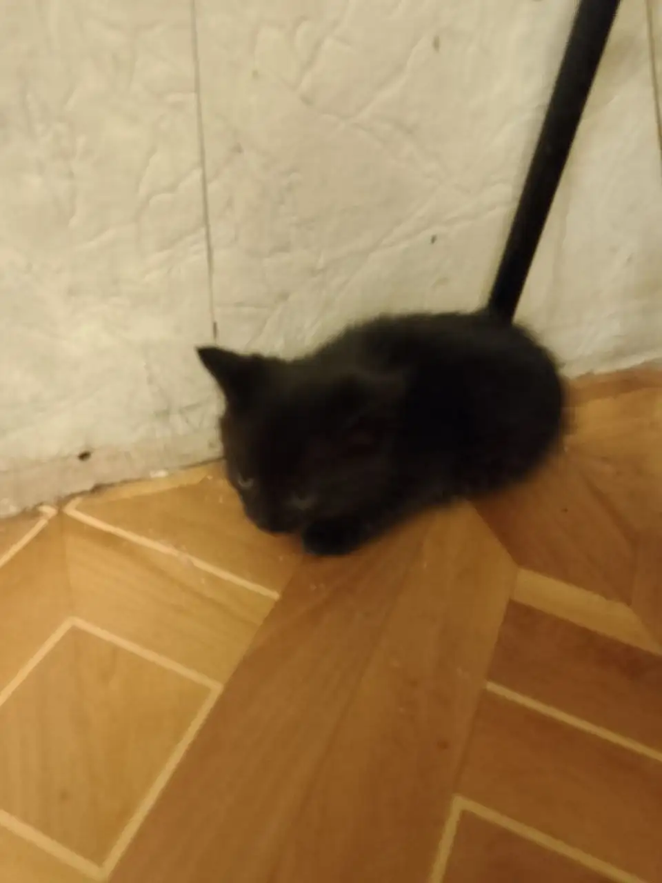 Котёнок мальчик ищет дом - Кошки (Животные) в Саратов