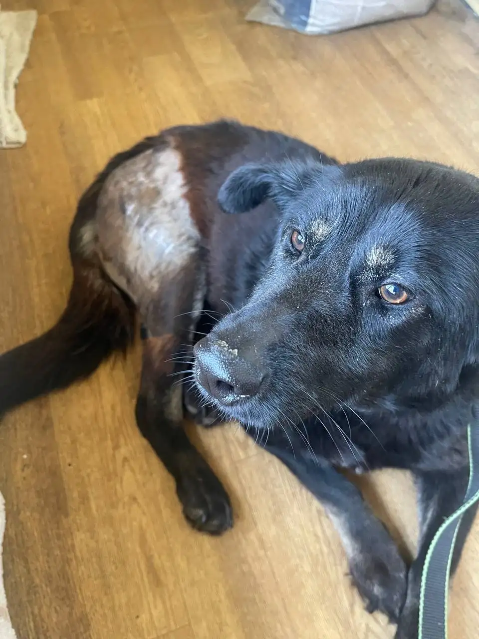 Сбор средств на лечение кабачка - Животные в Саратов