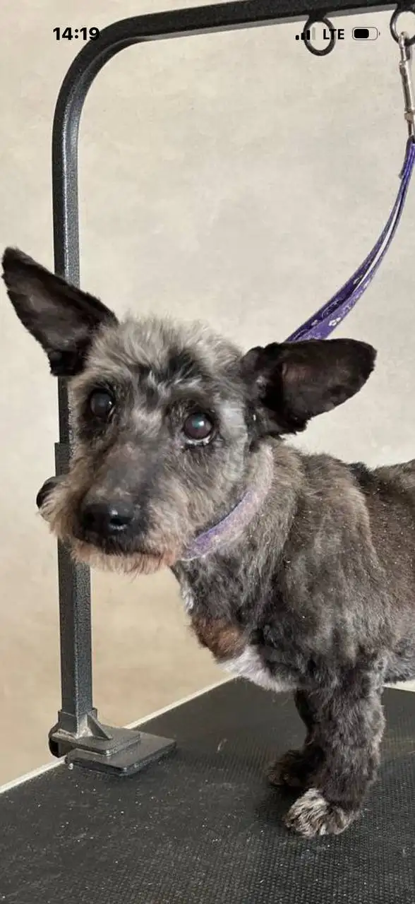 Сбор средств на лечение собачки из Балаково - Животные в Балаково