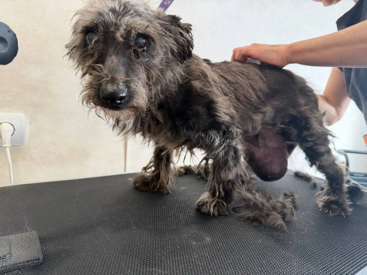 Сбор средств на лечение собачки из Балаково - Животные в Балаково