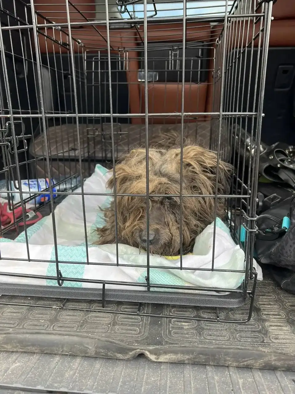 Сбор средств на лечение собачки из Балаково - Животные в Балаково