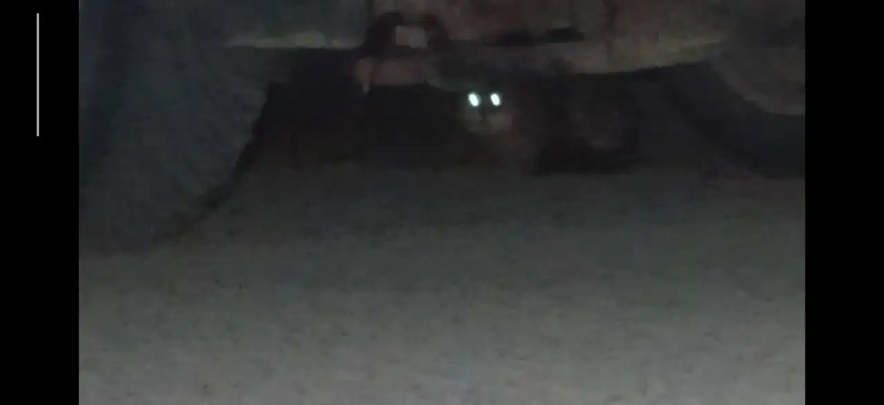 Потерявшаяся кошка в Саратове - Кошки (Животные) в Саратов