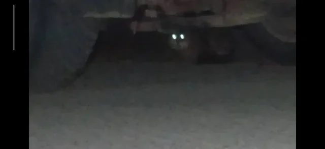 Потерявшаяся кошка в Саратове - Потерянные/найденные животные в Саратов