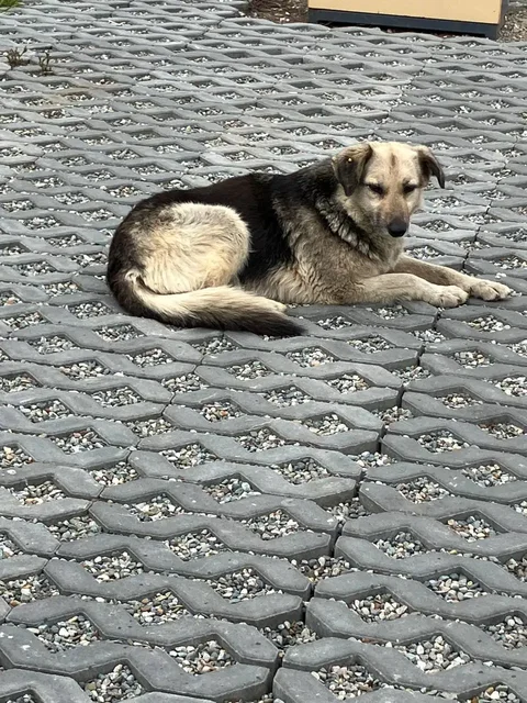 Собака с травмой на набережной Саратова - Собаки в Саратов
