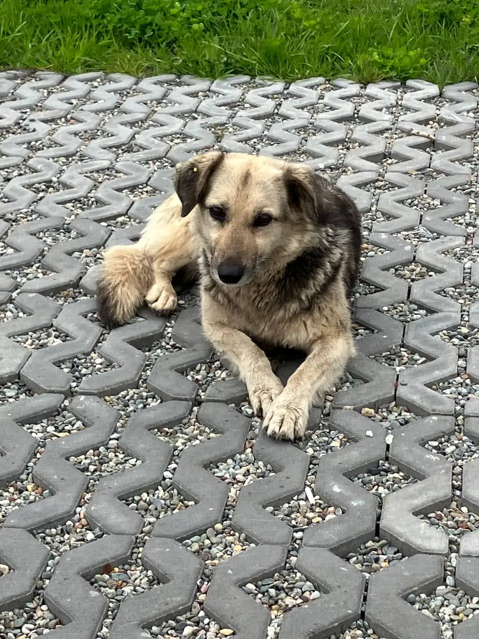 Собака с травмой на набережной Саратова - Собаки (Животные) в Саратов