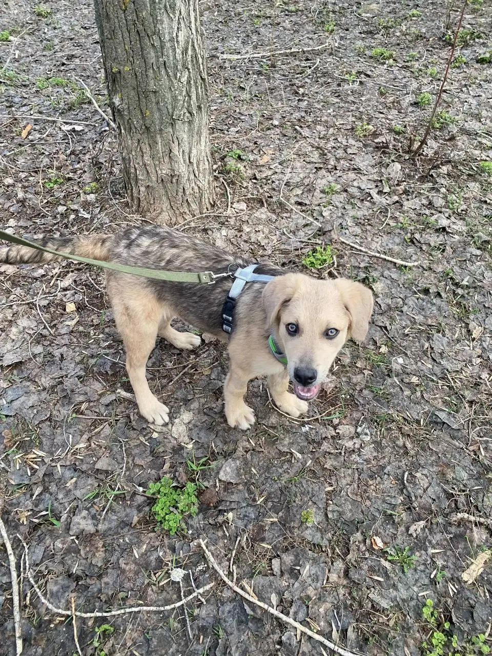 Щенок Рекс ищет дом - Собаки (Животные) в Саратов