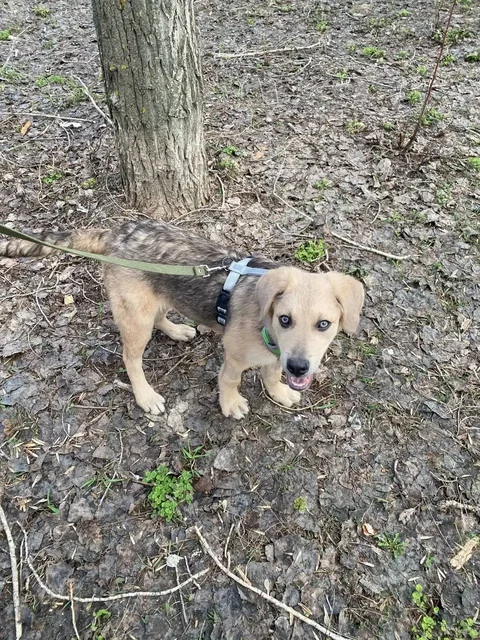 Щенок Рекс ищет дом - Собаки в Саратов