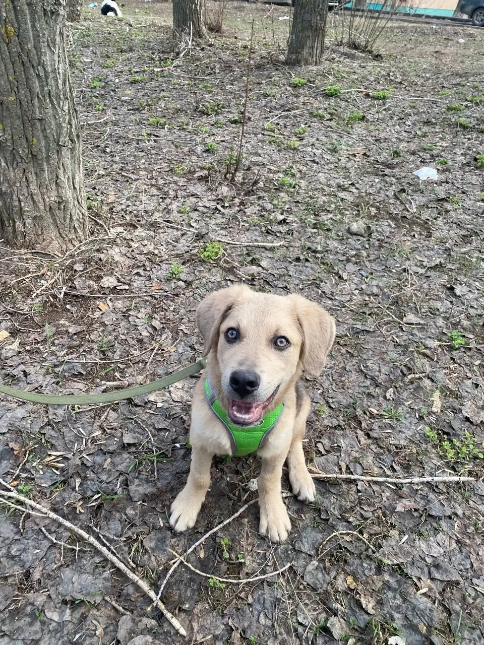 Щенок Рекс ищет дом - Собаки (Животные) в Саратов