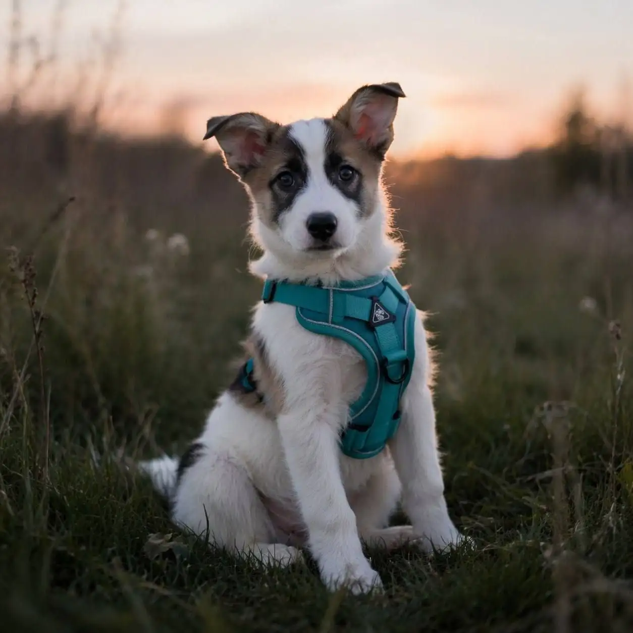 Срочный пристрой щенков - Собаки (Животные) в Саратов