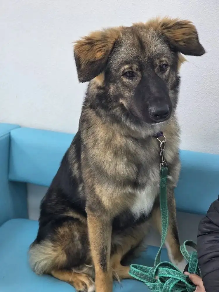 Сбор средств на передержку Бруно - Животные в Саратов