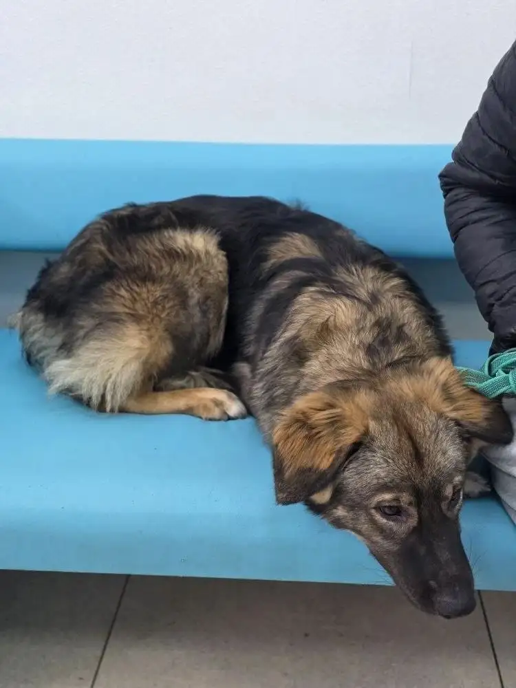 Сбор средств на передержку Бруно - Животные в Саратов