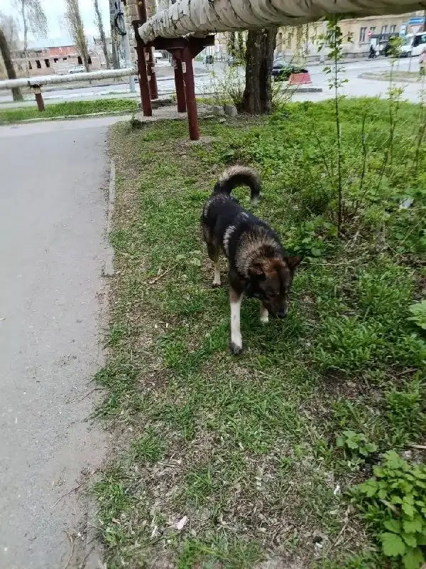 Потерянная собака в Саратове - Собаки (Животные) в Саратов