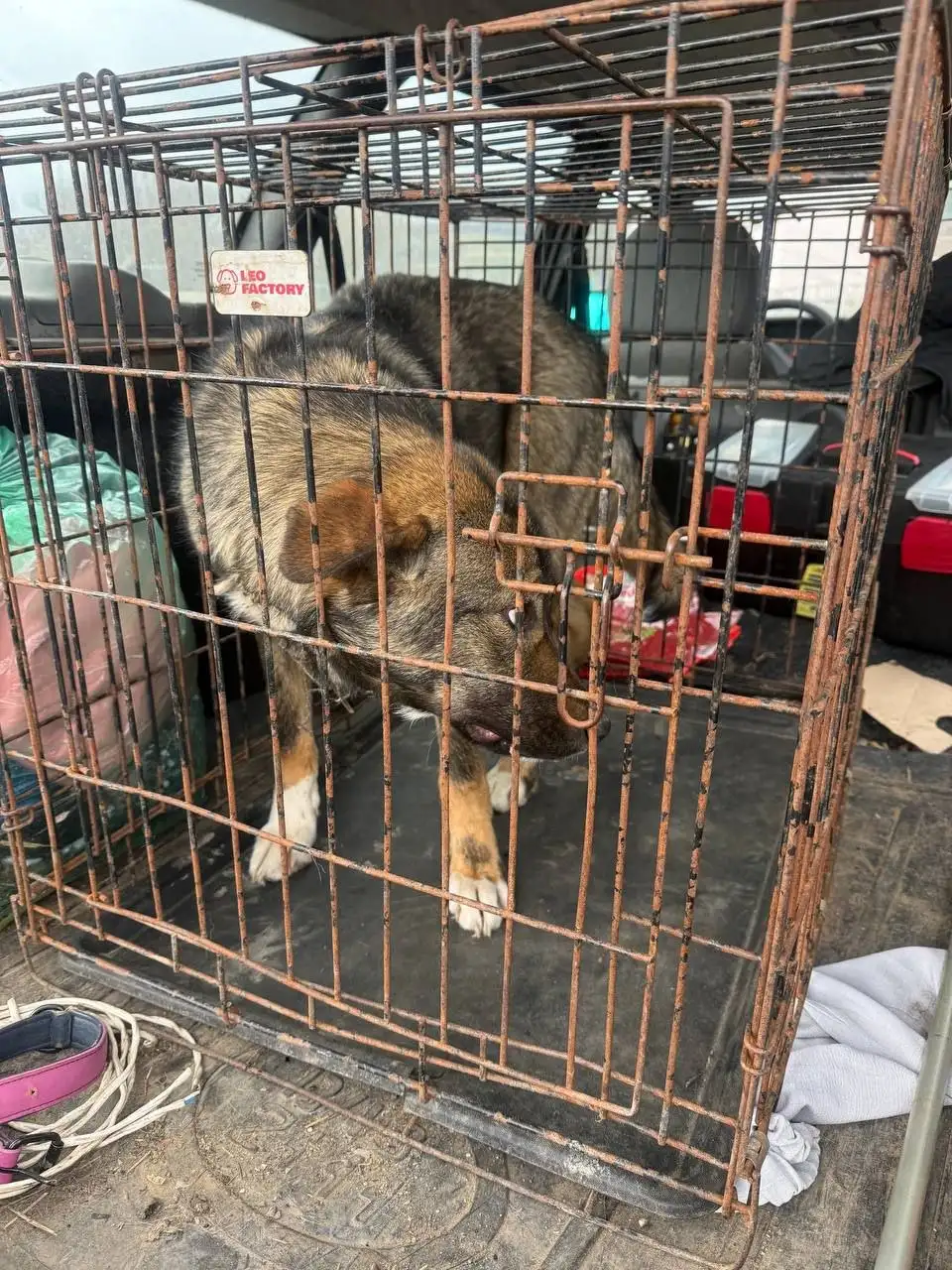 Сбор на противопаразитарное для собаки с Поповки - Собаки (Животные) в Саратов