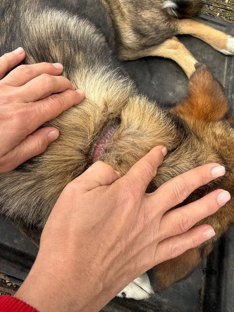 Сбор на противопаразитарное для собаки с Поповки - Собаки (Животные) в Саратов