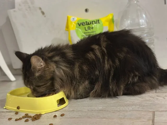 Найдена кошка породы мейн кун - Потерянные/найденные животные в Саратов