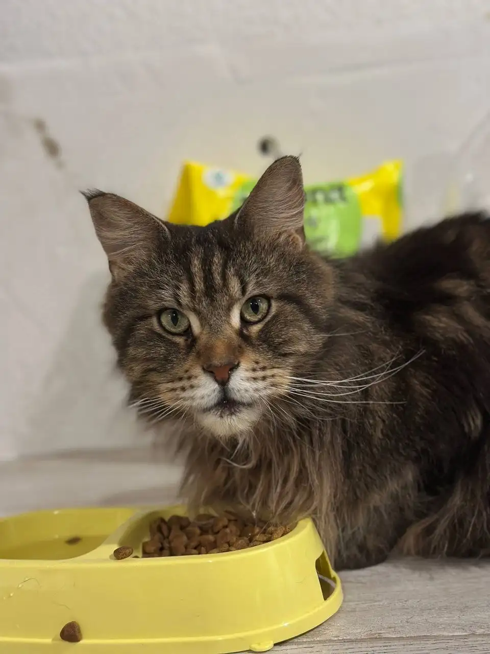 Найдена кошка породы мейн кун - Кошки (Животные) в Саратов