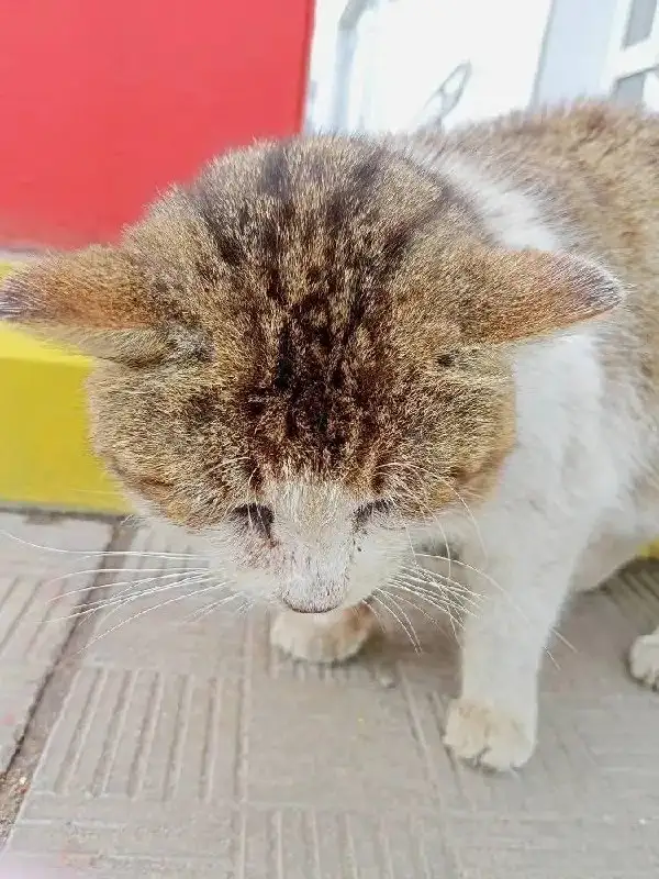 Потерянная собака Вася ищет дом в Саратове - Собаки (Животные) в Саратов