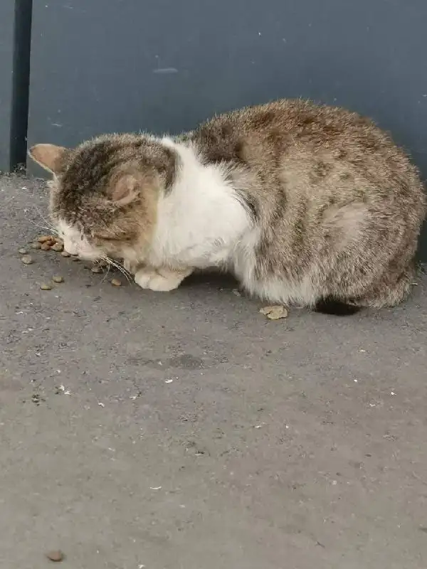 Потерянная собака Вася ищет дом в Саратове - Собаки (Животные) в Саратов