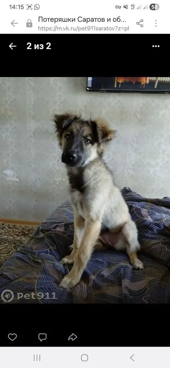Пропал щенок Белла в Саратове - Потерянные животные (Животные) в Саратов