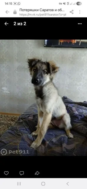 Пропал щенок Белла в Саратове - Потерянные/найденные животные в Саратов