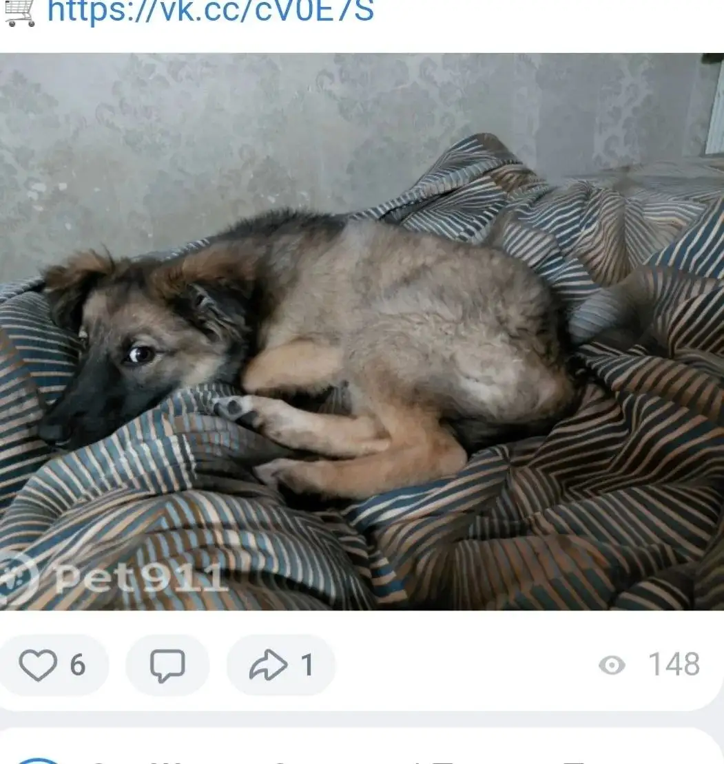 Пропал щенок Белла в Саратове - Потерянные животные (Животные) в Саратов