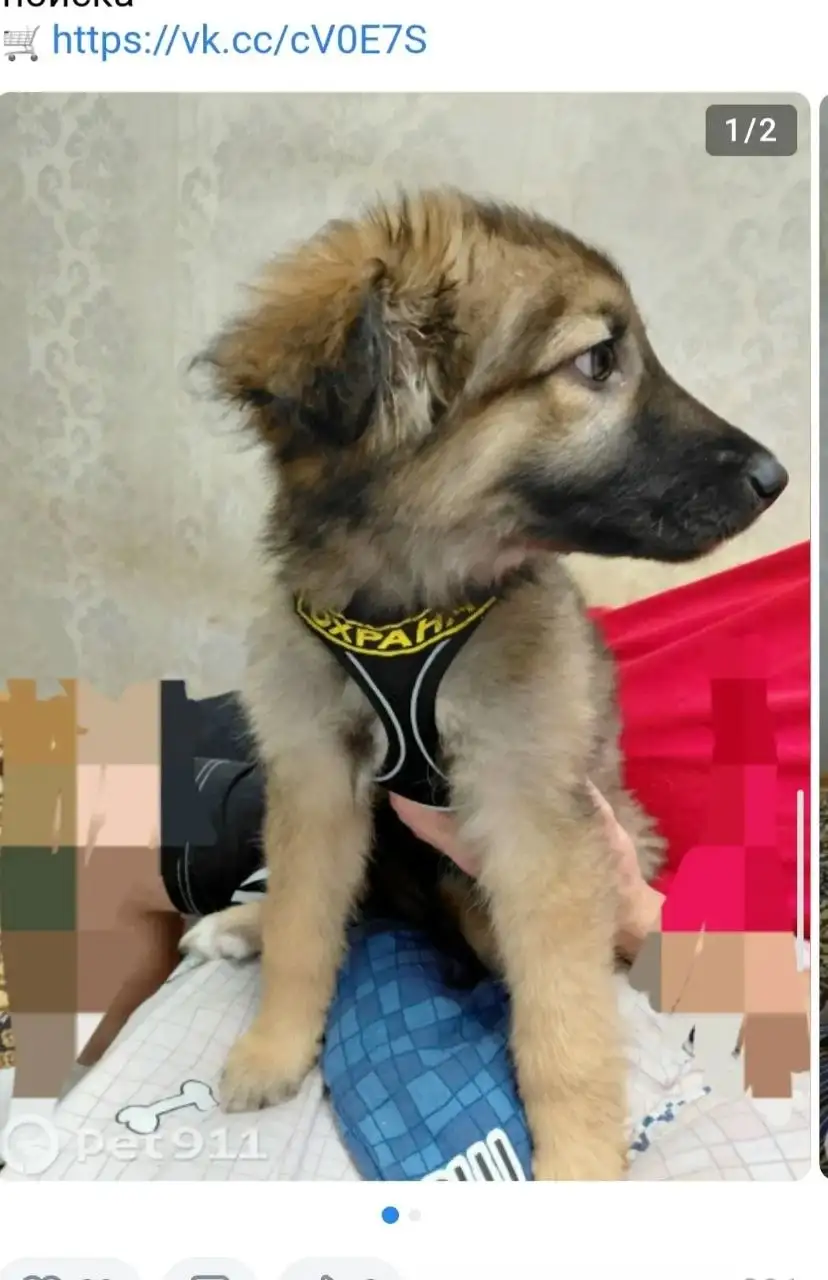 Пропал щенок Белла в Саратове - Потерянные животные (Животные) в Саратов