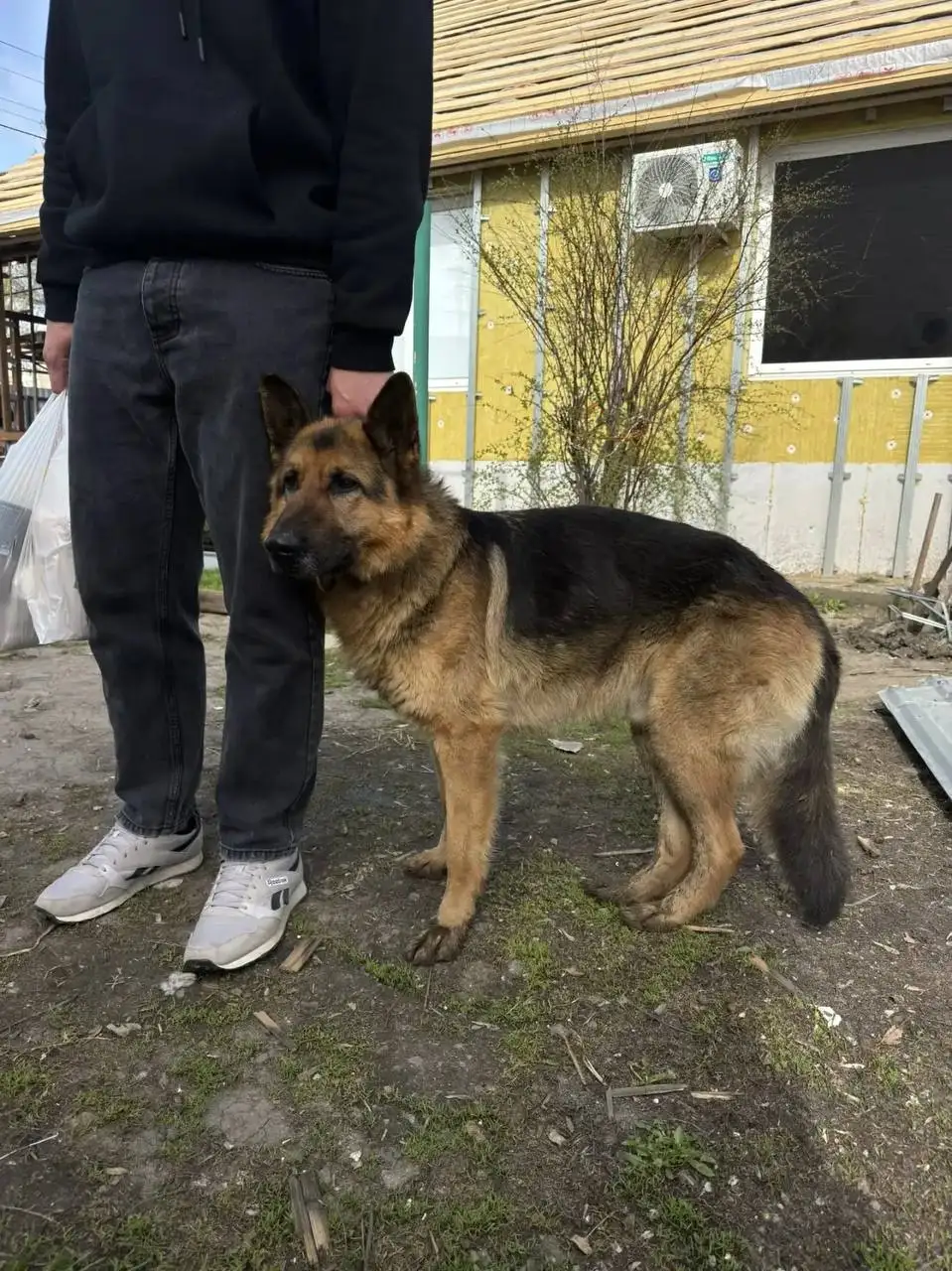 Потерян кобель немецкой овчарки в Саратове - Собаки (Животные) в Саратов