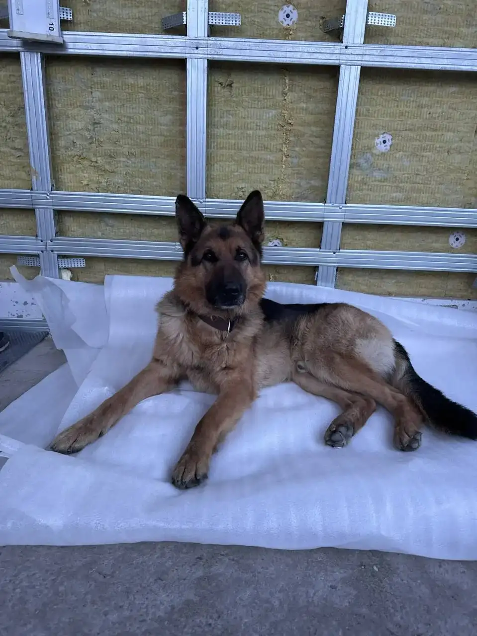 Потерян кобель немецкой овчарки в Саратове - Собаки (Животные) в Саратов