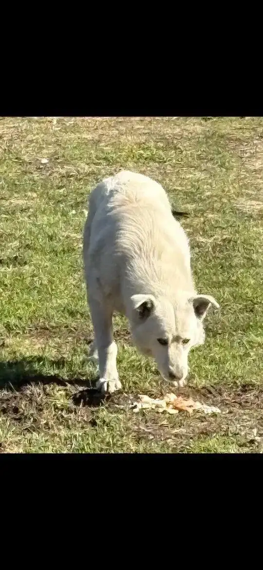 Нужен дом для молодого кобеля в селе Озерки - Собаки (Животные) в Саратов