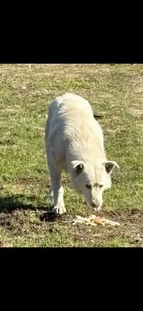 Нужен дом для молодого кобеля в селе Озерки - Потерянные/найденные животные в Саратов