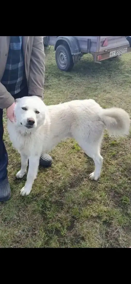 Нужен дом для молодого кобеля в селе Озерки - Собаки (Животные) в Саратов
