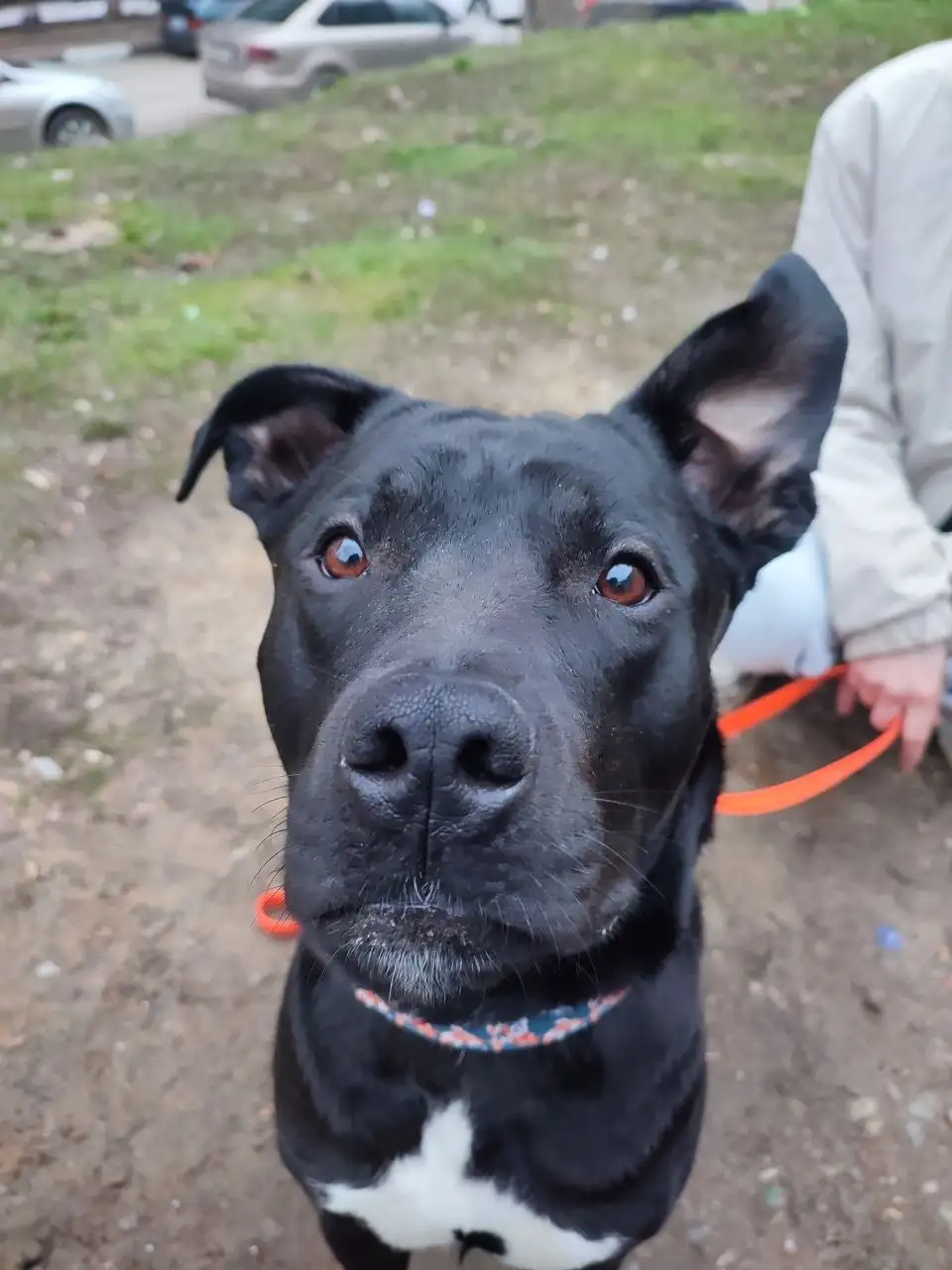 Сбор средств на передержку кота Царя - Кошки (Животные) в Саратов