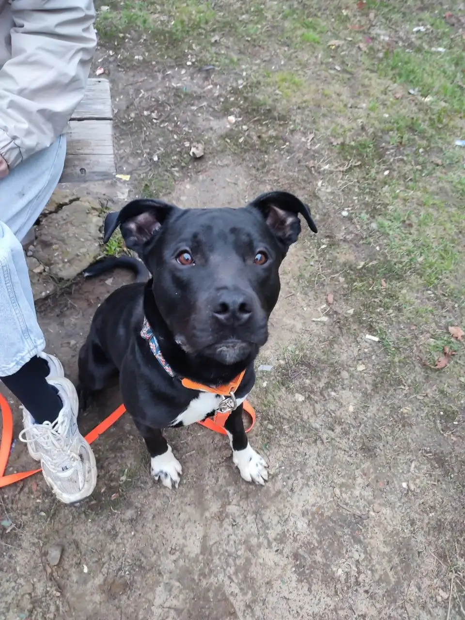 Сбор средств на передержку кота Царя - Кошки (Животные) в Саратов