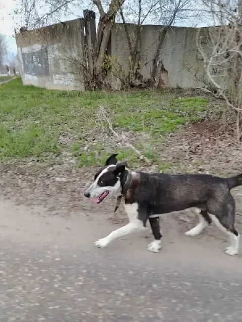 Найден дружелюбный пёс в Заводском районе Саратова - Потерянные/найденные животные в Саратов