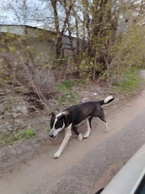 Найден дружелюбный пёс в Заводском районе Саратова - Собаки (Животные) в Саратов