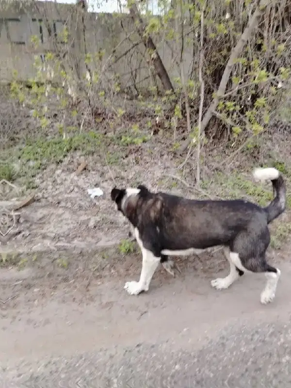 Найден дружелюбный пёс в Заводском районе Саратова - Собаки (Животные) в Саратов