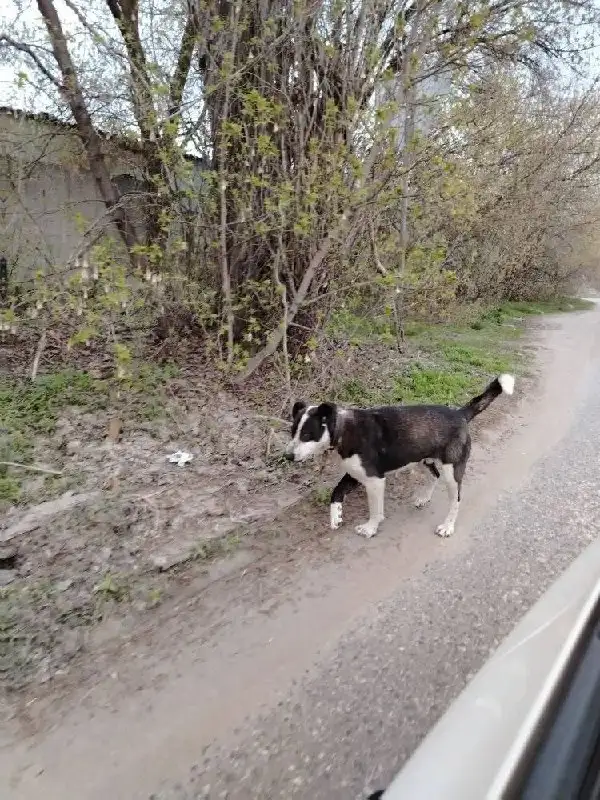 Найден дружелюбный пёс в Заводском районе Саратова - Собаки (Животные) в Саратов