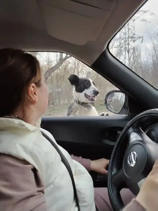 Найден дружелюбный пёс в Заводском районе Саратова - Собаки (Животные) в Саратов