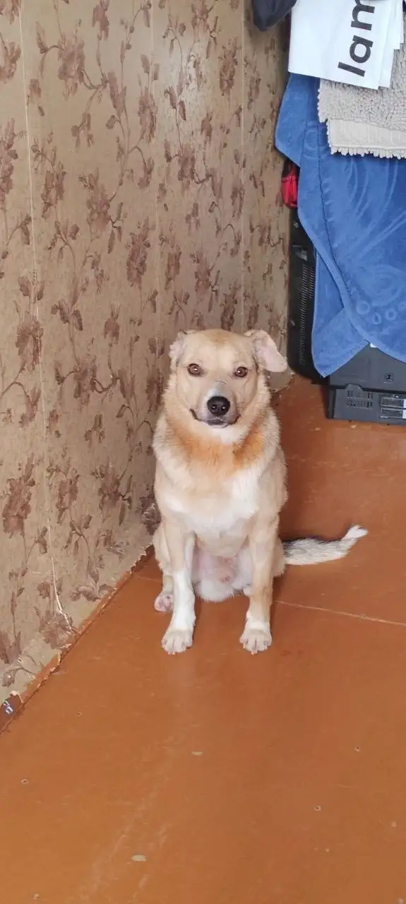 Помощь с оплатой передержки для Беляша - Передержка (Животные) в Саратов