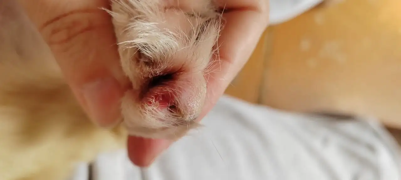 Помощь с оплатой передержки для Беляша - Передержка (Животные) в Саратов