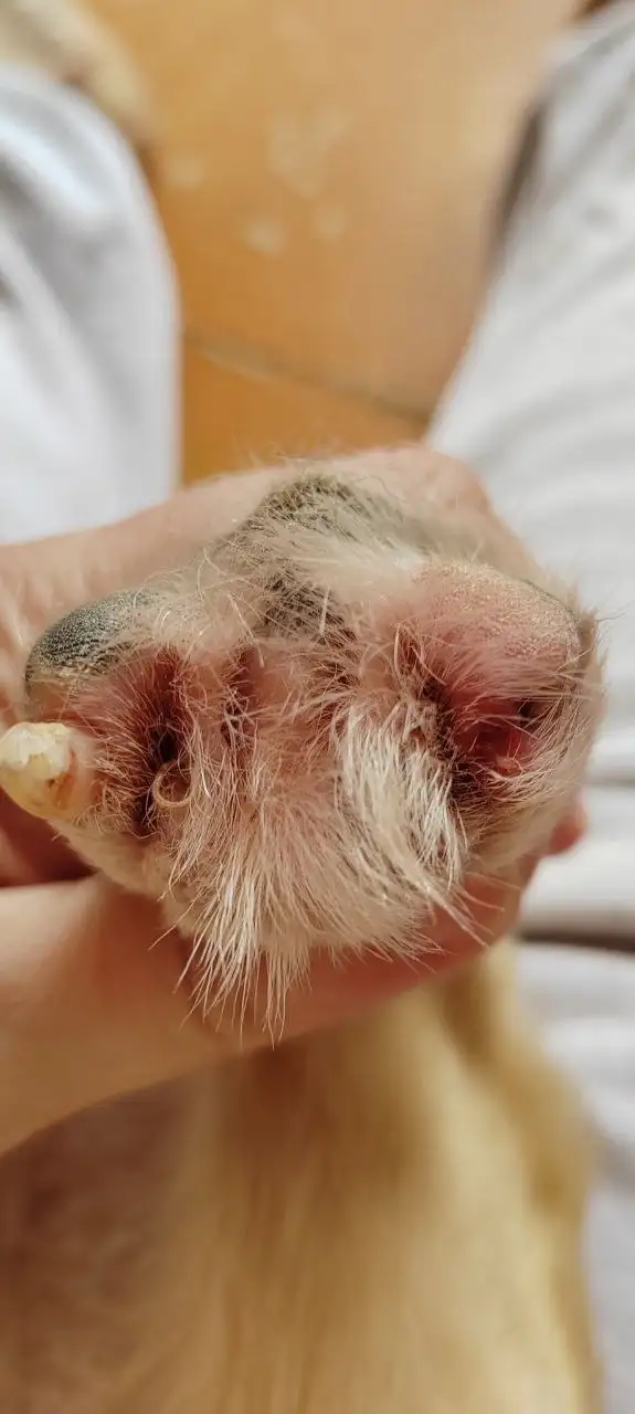 Помощь с оплатой передержки для Беляша - Передержка (Животные) в Саратов