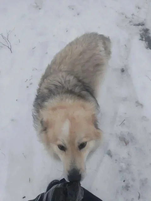 Пропала собака Шуба в Саратове, Ленинский район - Потерянные/найденные животные в Саратов