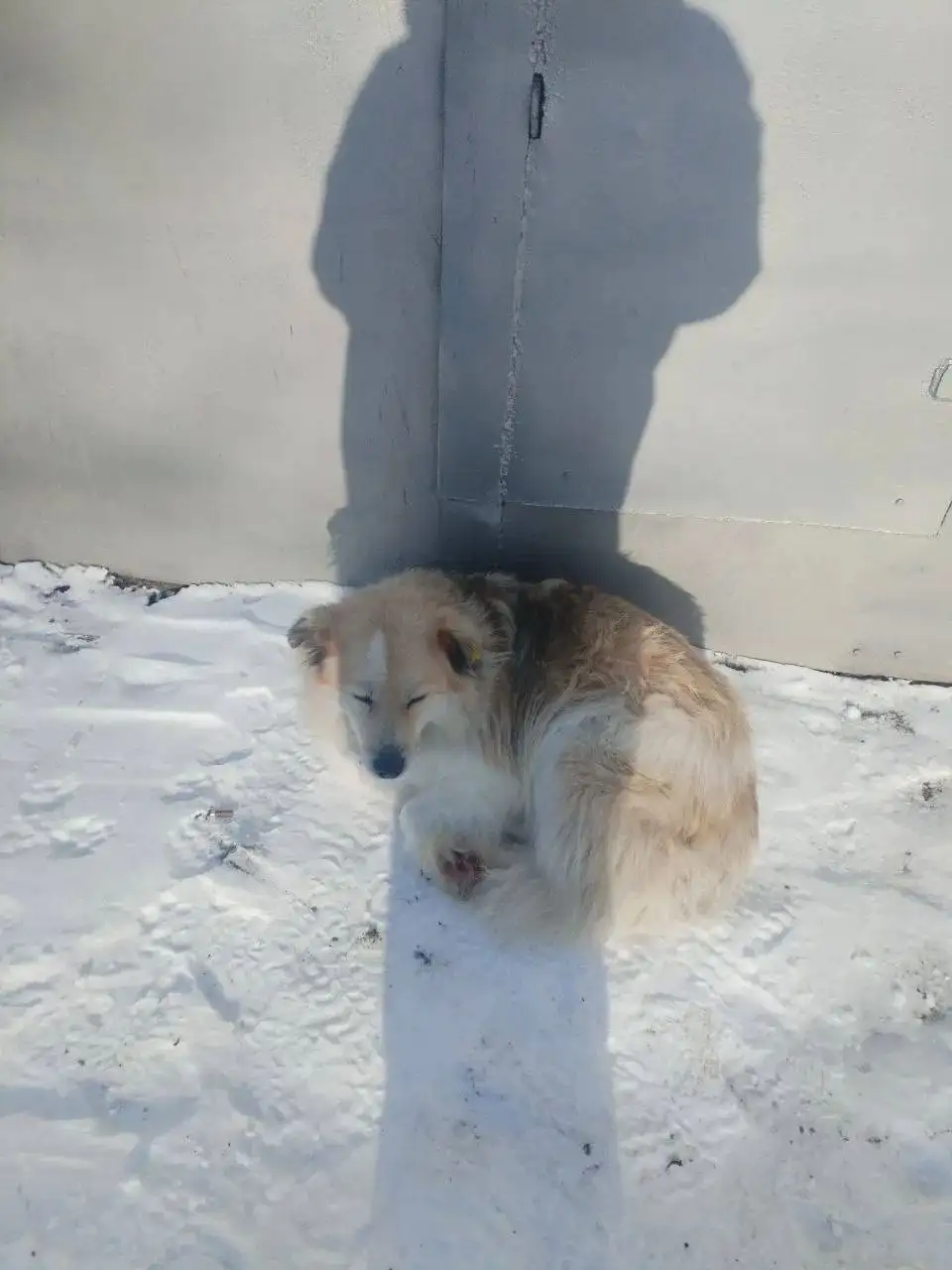 Пропала собака Шуба в Саратове, Ленинский район - Потерянные животные (Животные) в Саратов